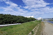 元横山公園 - 夏の桜並木、淺川大橋から