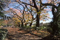 秋の桜並木 - 元横山公園園内