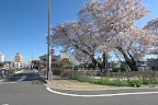桜が咲いた小門公園西側の角