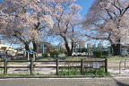 小門公園の桜を南側の道路から