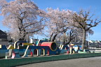 桜が咲いた小門公園 - 2013年
