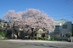 小門公園の広場北側の桜