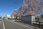 桜 - 小門公園の南側の通り