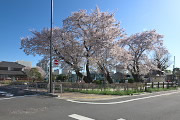 桜 2013年4月 - 小門公園