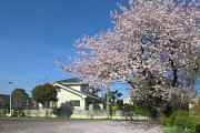 小門公園の広場北側の桜