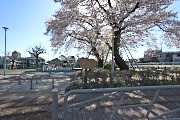 桜 - 小門公園の西側入口