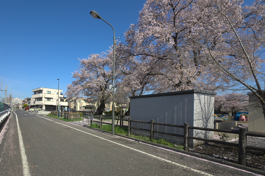 桜 - 小門公園の南側の通り