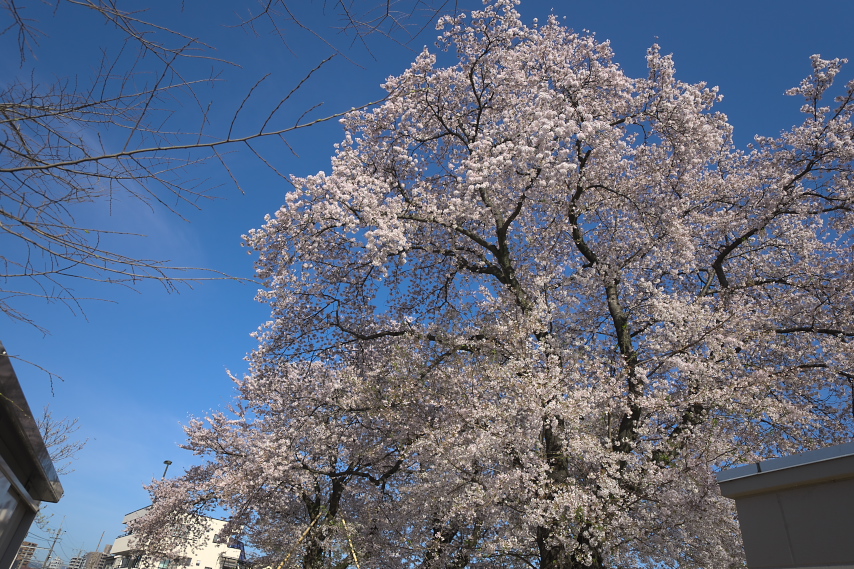 小門公園の南側に並ぶ桜