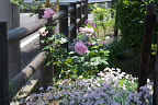 バラ(薔薇)とセキチク(石竹) - 小門公園