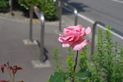 バラ(薔薇)の花 - 小門公園