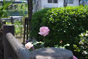 東側柵のバラ(薔薇) - 小門公園