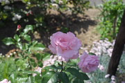 バラ(薔薇)の花2 - 小門公園
