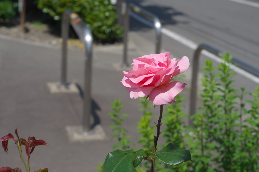 バラ(薔薇)の花 - 小門公園