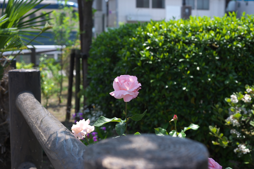 東側柵のバラ(薔薇) - 小門公園