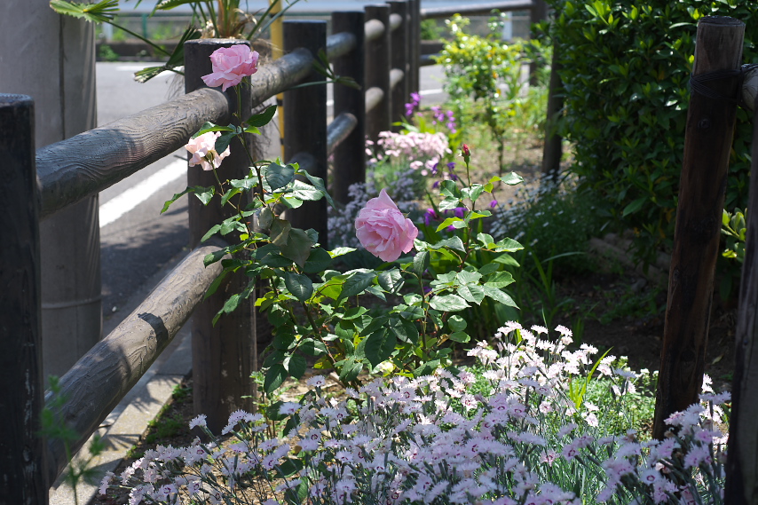 バラ(薔薇)とセキチク(石竹) - 小門公園