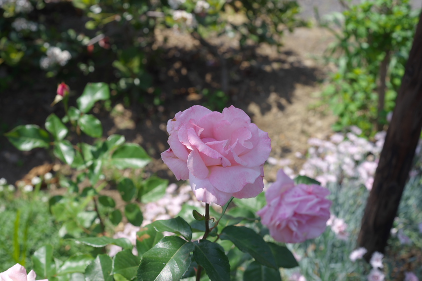 バラ(薔薇)の花2 - 小門公園