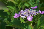 開花した額紫陽花の花 - 小門公園