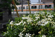 N`iV(q) - 
