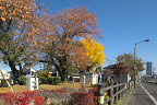 紅黄葉の南側入口 - 小門公園