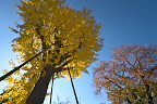 黄葉した銀杏の木3 - 小門公園