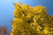 黄葉したイチョウの木2 - 小門公園