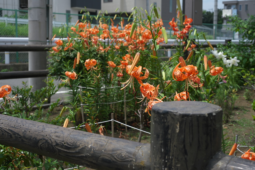 オニユリ(鬼百合)が咲く花壇 - 小門公園