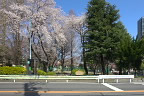 桜が咲いた子安公園 - 2013