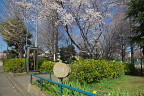 桜が咲く子安公園入口