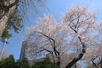 遊具広場の西の桜 - 子安公園