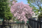 子安公園通りの橋から枝垂桜