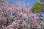 山田川の沿道から枝垂桜