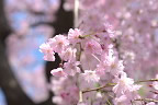シダレザクラ(枝垂桜)の花 - 子安公園