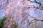 子安公園西側の枝垂桜の花