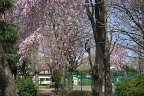 枝垂桜が咲く子安公園の西側園路の様子