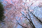 子安公園西側の枝垂桜を下から