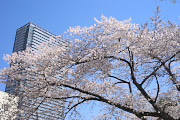 桜 2013 - 子安公園