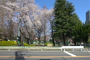 桜が咲いた子安公園 - 2013