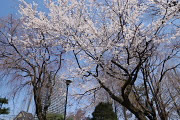 満開の北側の桜 - 2012 - 子安公園