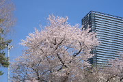 遊具広場の西の桜 - 子安公園