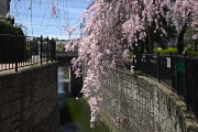 山田川に枝を垂れる枝垂桜 - 子安公園