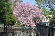 子安公園通りの橋から枝垂桜
