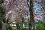枝垂桜が咲く子安公園の西側園路の様子