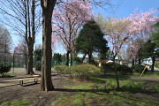 枝垂桜が咲く子安公園 北側