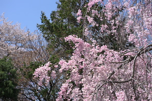 枝垂桜と桜、八重桜 - 子安公園