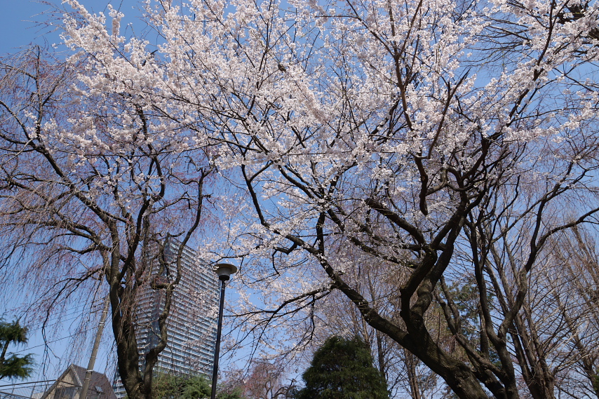 満開の北側の桜 - 2012 - 子安公園