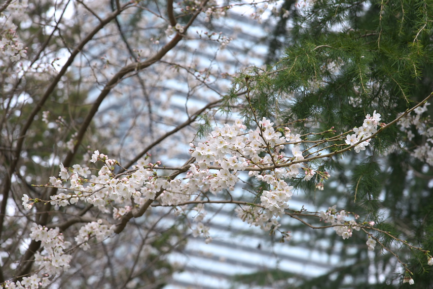 桜とサザンスカイタワー八王子 - 子安公園