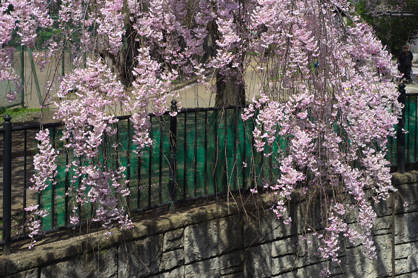 枝垂桜を山田川の沿道から - 子安公園