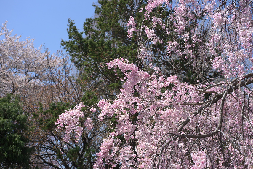 枝垂桜と桜、八重桜 - 子安公園
