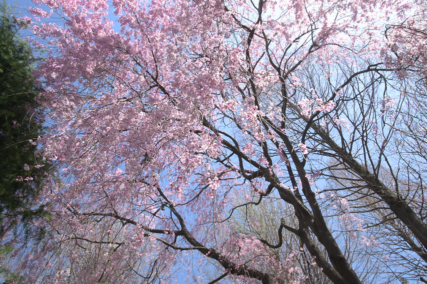 子安公園西側の枝垂桜を下から