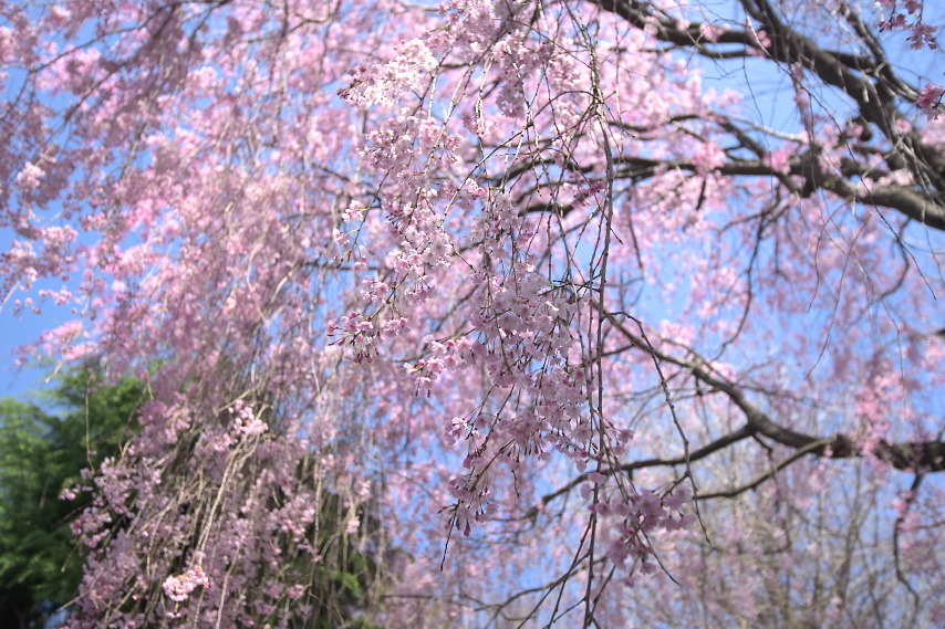 子安公園西側の枝垂桜の花